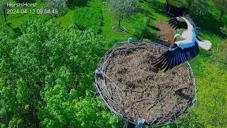 Storchennest HorstsHorst  Storch nimmt Reißaus vor Nilgans  12042024 [upl. by Naugan]