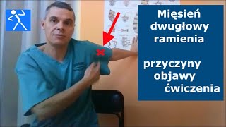 Ból barku i ramienia  Dwugłowy ramienia  Biceps brachii  Ćwiczenia i rehabilitacja  🇵🇱 🇪🇺 [upl. by Egni]