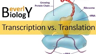 Transcription vs Translation [upl. by Nera512]