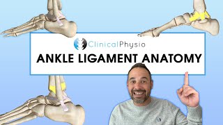 Anatomy of Ankle Ligaments  Expert Physio Review [upl. by Blanch]