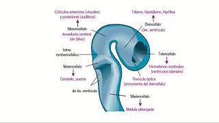 ORIGEN DEL SISTEMA NERVIOSO ONTOGENIA [upl. by Odicalp]