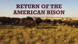 Return of the American Bison [upl. by Lattimer382]