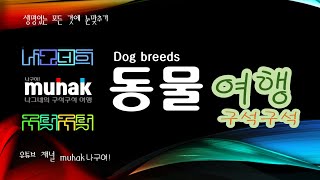 개 품종 풍산개Pungsan DogCanis familiaris [upl. by Dorene99]