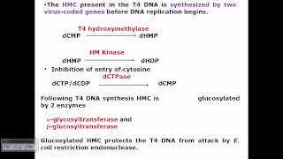 T4 phage infection [upl. by Morgana]