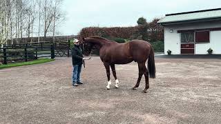 Lope De Vega at Ballylinch Stud [upl. by Hsot392]