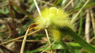 Pale Tussock Moth caterpillar  Meriansborstel  краснохвостка Pudibonde Calliteara pudibunda [upl. by Ollayos]