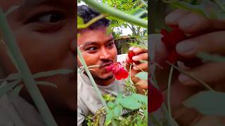 puwai puwai ful tulba 🤪 assamese song  himangshu vlog comedy funny shorts romantic love [upl. by Chisholm970]