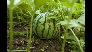 HEART HEATH Organic vitamins WE HAVE YELLOW WATERMELONS forming Fruit after only 2 WEEKS Non GMO [upl. by Aillil658]