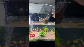 Release Widow Tetra Fish how to breed widow tetra fishwidow tetra fish careglow widowtetrashorts [upl. by Melisandra346]