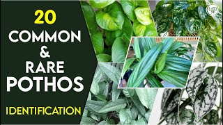 20 Best Pothos Varieties for Home  Common and Rare Pothos  Type of Pothos  Pothos Identification [upl. by Muirhead]