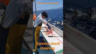 gummy shark cleaning Tasmanian fishing life [upl. by Nedra141]