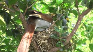 Blauwooggaailijsters voeren op nest  Garrulax Berthemyi feeding on nest [upl. by Irami]