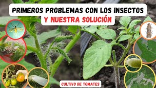 3 Problemas con insectos en este nuevo cultivo de tomates Evítalos [upl. by Morgen197]