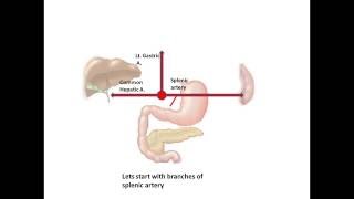 Celiac Trunk Division and Blood Supply of Stomach [upl. by Voccola]