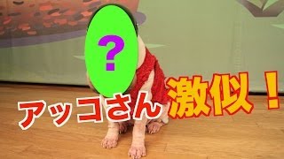 【和田アキ子公認！】アッコさんに激似のアッコ犬を発見！（81） [upl. by Calabrese]