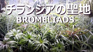 観葉植物好き必見！チランジア専門店「BROMELIADS」に潜入！観葉植物エアプランツチランジア [upl. by Morvin]