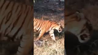 Kevin Pietersen in Ranthambore tiger viralshort shorts shortvideo wildlife animals [upl. by Eedebez]