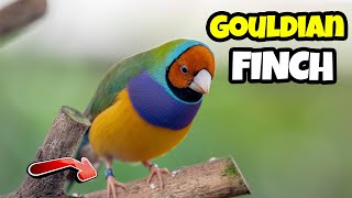 TOP Interesting Facts About The Gouldian Finch 🦜 The Beginners Complete Guide [upl. by Durst]