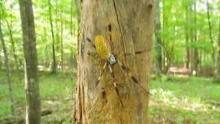 Golden Silk Orbweaver [upl. by Sheepshanks]