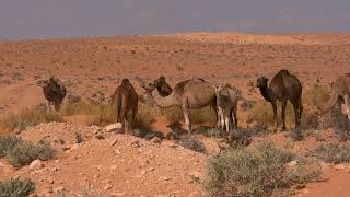 Video Of Dromedary Animals [upl. by Reel69]