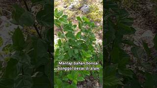 Mantapbahan bonsai wahong laut bonggol besar di alam [upl. by Micro]