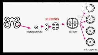 megasporogenesis y microsporogenesis doble fecundación [upl. by Nwahsar]