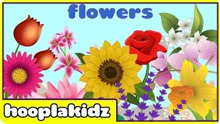 Preschool Activity  Learn About Flowers  HooplaKidz [upl. by Erline787]