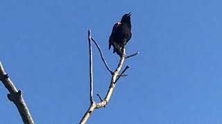 Red Winged Blackbird Singing [upl. by Chubb]