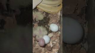 Day 3 chicks number 2 shorts birds cocktiel parrot pets trending ytshorts [upl. by Moersch]