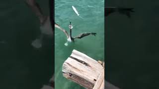 Pelican catches and gobbles down a tasty treat Florida animals fishing [upl. by Ahseekat]