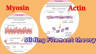 Sarcomere Proteins Actin amp Myosin Sliding Filament theory SCERT NEET with Animation [upl. by Wilterdink]