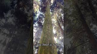 Pine Forest in Rishop shortvideo scenicviews pineforest [upl. by Seravaj198]