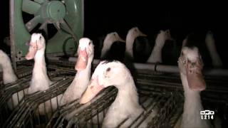 Le modèle alimentaire français  lélevage des canards pour le foie gras [upl. by Clayton948]