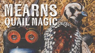 The Magic of MEARNS QUAIL Hunting Intoxicating Covey Rises [upl. by Witcher]