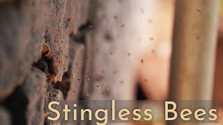 Stingless Bees  The Mysterious Life Cycle of Stingless Bees [upl. by Denyse]