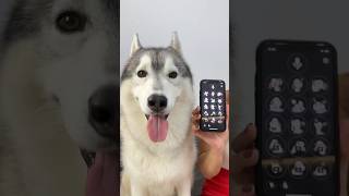 Il mio CANE RITROVA gli oggetti smarriti grazie al TRADUTTORE per CANI🐶🔍📱 dog dogs cane cani [upl. by Germain]