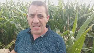 Vidéo n°15 maturité du maïs ensilage au 29082019 [upl. by Eniamraj597]