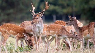 Deer Sound At Zoo [upl. by Norat]