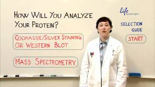 Protein Analysis  Gel Staining Western or Mass Spec [upl. by Eittap]