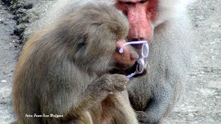 Dierenpark Amersfoort  Baboons on the glasses funny [upl. by Posehn]