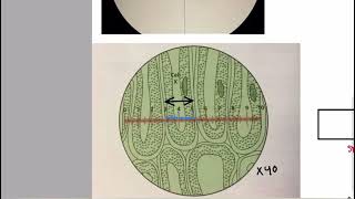 Eye piece graticule and stage micrometer part 1 Basics  Cell structure AS Level Biology [upl. by Iong166]