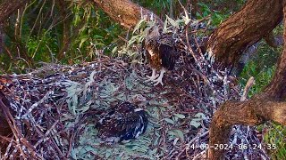 Sydney WhiteBellied Sea Eagles 🦅 SE33 Tidies Nest 🪹 SE34 Falls Asleep Watching 😴 2024 Sep 24 [upl. by Basil]