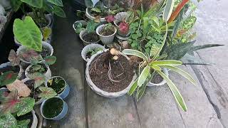 PLANT TATAY VLOG  352 Propagating mg Philodendron Giganteum [upl. by Rola]