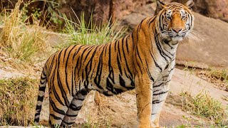 Watch Tiger in Jaipur  Rajasthan Tour  Animals at Jaipur Zoo [upl. by Eirroc533]