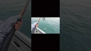 GROUPER FISH kuwait الكويت ZENAQofficial MudAndWavesTV SeaFalconLure fishing DJI [upl. by Lisetta]