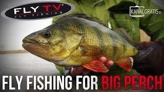 FLY TV  Fly Fishing for Big Perch [upl. by Sukhum]