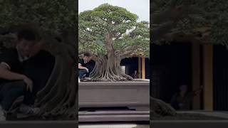 Beautiful Bonsai Works🌳🌲💥500shorts shortsvideo beautifulbonsai art khuebonsai🥰❤️ [upl. by Ardeid]