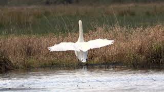 woodland and lochside Birding RSPB Loch Lomond [upl. by Resaec830]