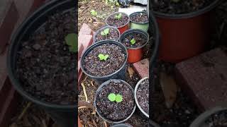 Kadsura Coccinea Seedlings [upl. by Scully902]