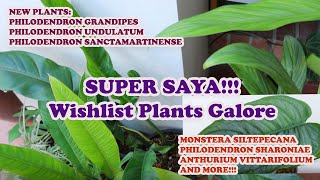 WISHLIST PLANTS GALORE  SUPER SAYA [upl. by Bonni]